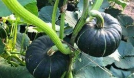 广西南宁吃瓜网红是谁啊,揭秘广西南宁吃瓜一哥！”